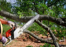 How Our Tree Care Process Works  in  Scobey, MT