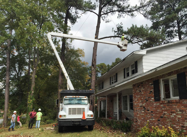Best Hazardous Tree Removal  in Scobey, MT