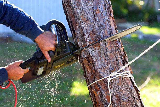 Best Mulching Services  in Scobey, MT