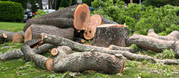 Best Firewood Processing and Delivery  in Scobey, MT