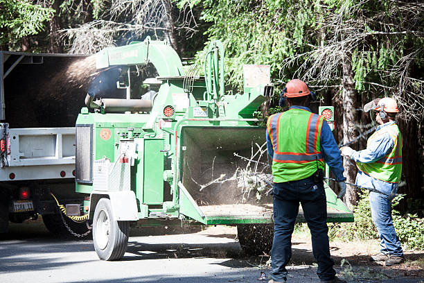 Best Tree Cabling and Bracing  in Scobey, MT