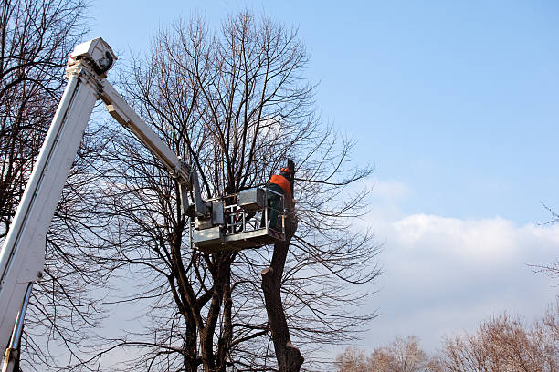 Best Tree Disease Treatment  in Scobey, MT