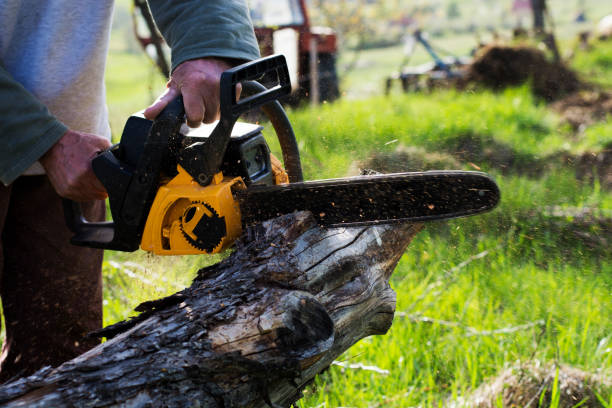 Best Fruit Tree Pruning  in Scobey, MT