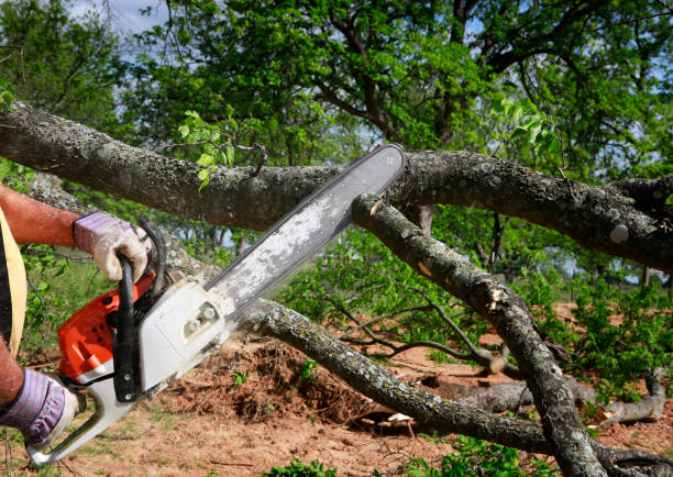 Best Aeration Services  in Scobey, MT