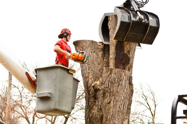 Trusted Scobey, MT Tree Care Experts